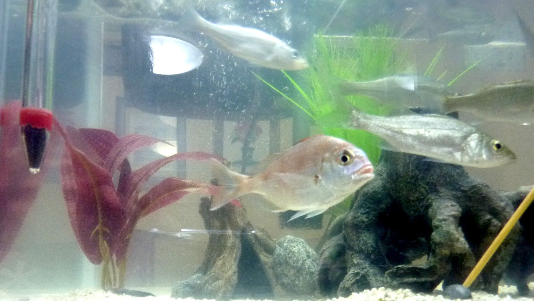 鯛 鯛子or小鯛 宮崎雑感 歳時記 鯛 鯛子or小鯛 宮崎雑感 歳時記