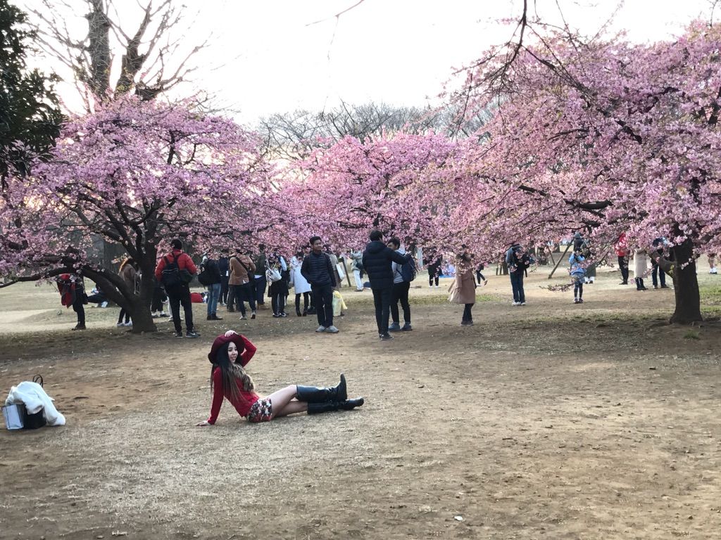 17 2月 東京でも河津桜 あちこち咲いています 代々木公園たか 晴海とか 豊洲とか Hiro田のblog