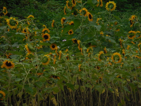 DSCN4740