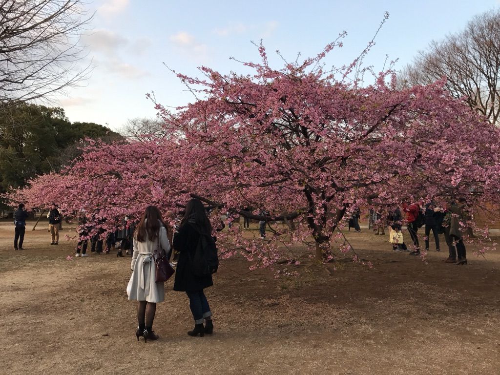 17 2月 東京でも河津桜 あちこち咲いています 代々木公園たか 晴海とか 豊洲とか Hiro田のblog 17 2月 東京でも河津桜 あちこち咲いています 代々木公園たか 晴海とか 豊洲とか Hiro田のblog