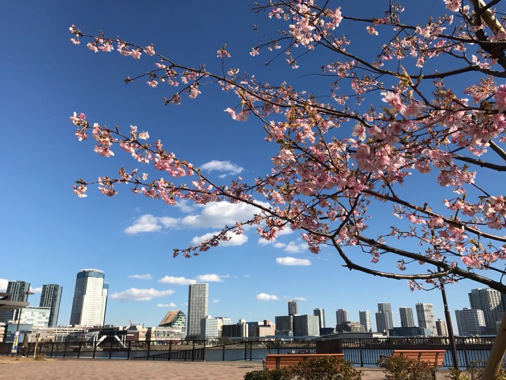 17 2月 東京でも河津桜 あちこち咲いています 代々木公園たか 晴海とか 豊洲とか Hiro田のblog