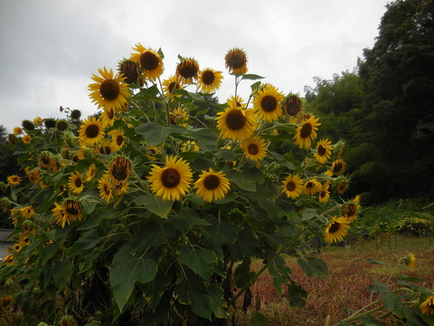 DSCN4739