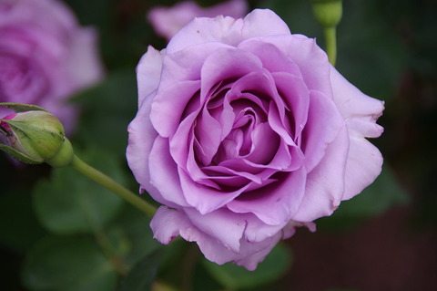 イエライシャン