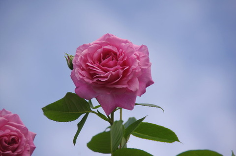 セントエリザベス