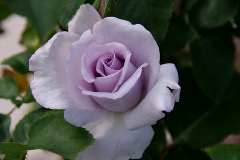 サムシングブルー