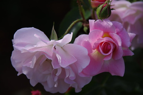 ミセスM2フィンチ