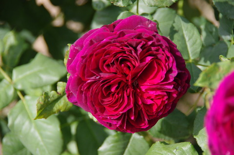 アストリットグレーフィン