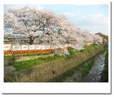同志社小学校の桜