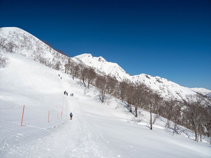 今日も快晴 春の雪山 谷川岳 山 と 柴犬 今日も快晴 春の雪山 谷川岳 山 と 柴犬