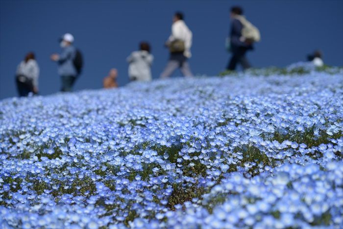 ひたち海浜公園のネモフィラ もう見頃ですよ 山 と 柴犬