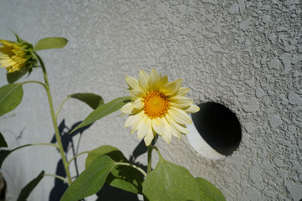 DSC00390