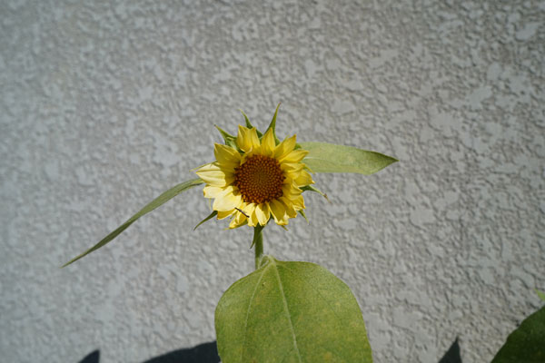 DSC00392