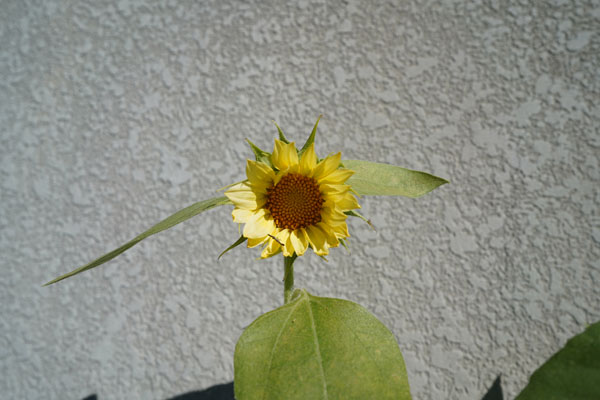 DSC00391