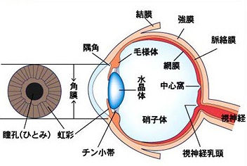 目の構造