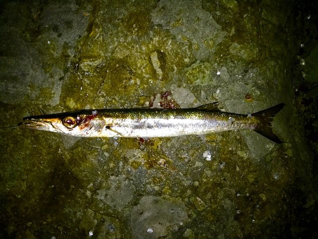 タイワンカマス 釣魚百目 タイワンカマス 釣魚百目