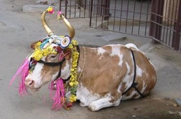 Pongal 2