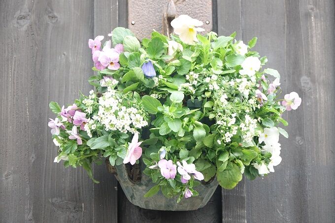 ハンギングバスケットと寄せ植え Hirobouの田舎暮らし