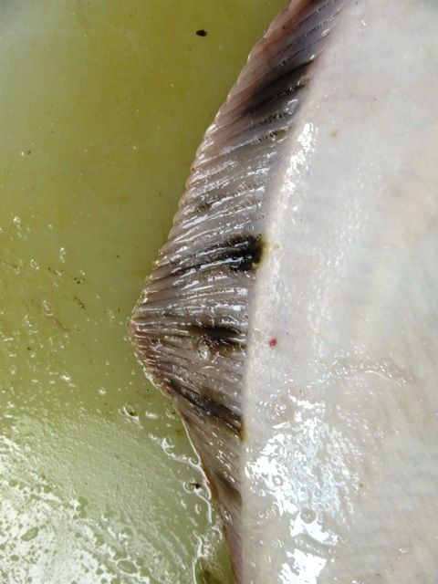 クロガシラカレイとマガレイ Hirobouの田舎暮らし クロガシラカレイとマガレイ Hirobouの田舎暮らし