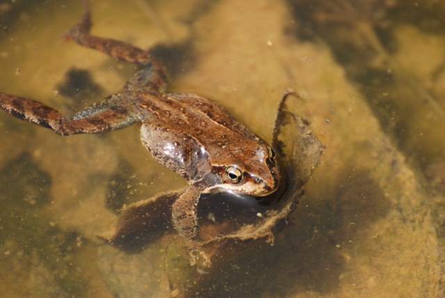 エゾアカガエルとエゾサンショウウオの卵 Hirobouの田舎暮らし