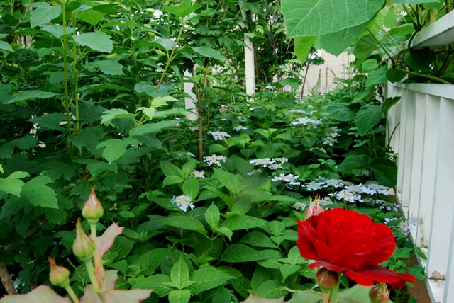 バラの花がら摘み Hirobouの田舎暮らし バラの花がら摘み Hirobouの田舎暮らし