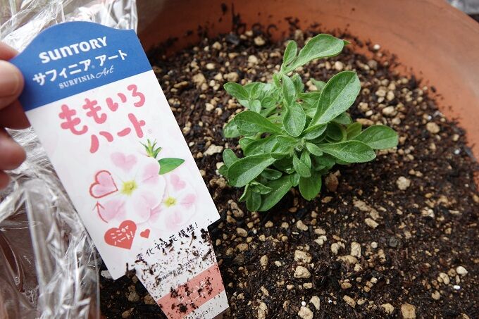サフィニアの挿し木をした Hirobouの田舎暮らし サフィニアの挿し木をした Hirobouの田舎暮らし