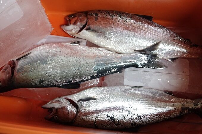 サクラマスと餃子と水羊羹 Hirobouの田舎暮らし