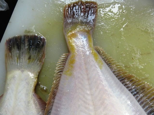 クロガシラカレイとマガレイ Hirobouの田舎暮らし クロガシラカレイとマガレイ Hirobouの田舎暮らし