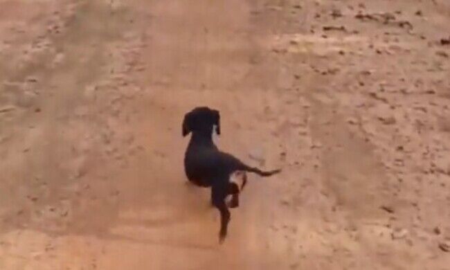 ハッピーな犬
