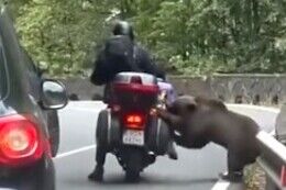バイク乗りがヒグマに襲われてしまう瞬間