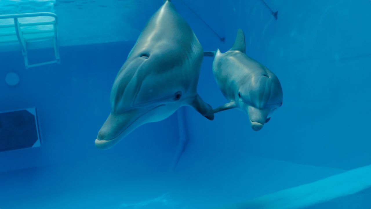 イルカと少年２ Dolphin Tale 2 14米国 活動写真雑記帳 映画感想レビュー