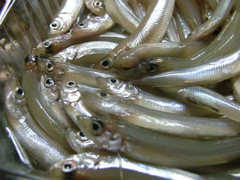 ワカサギモンスター 野山であそぼっ