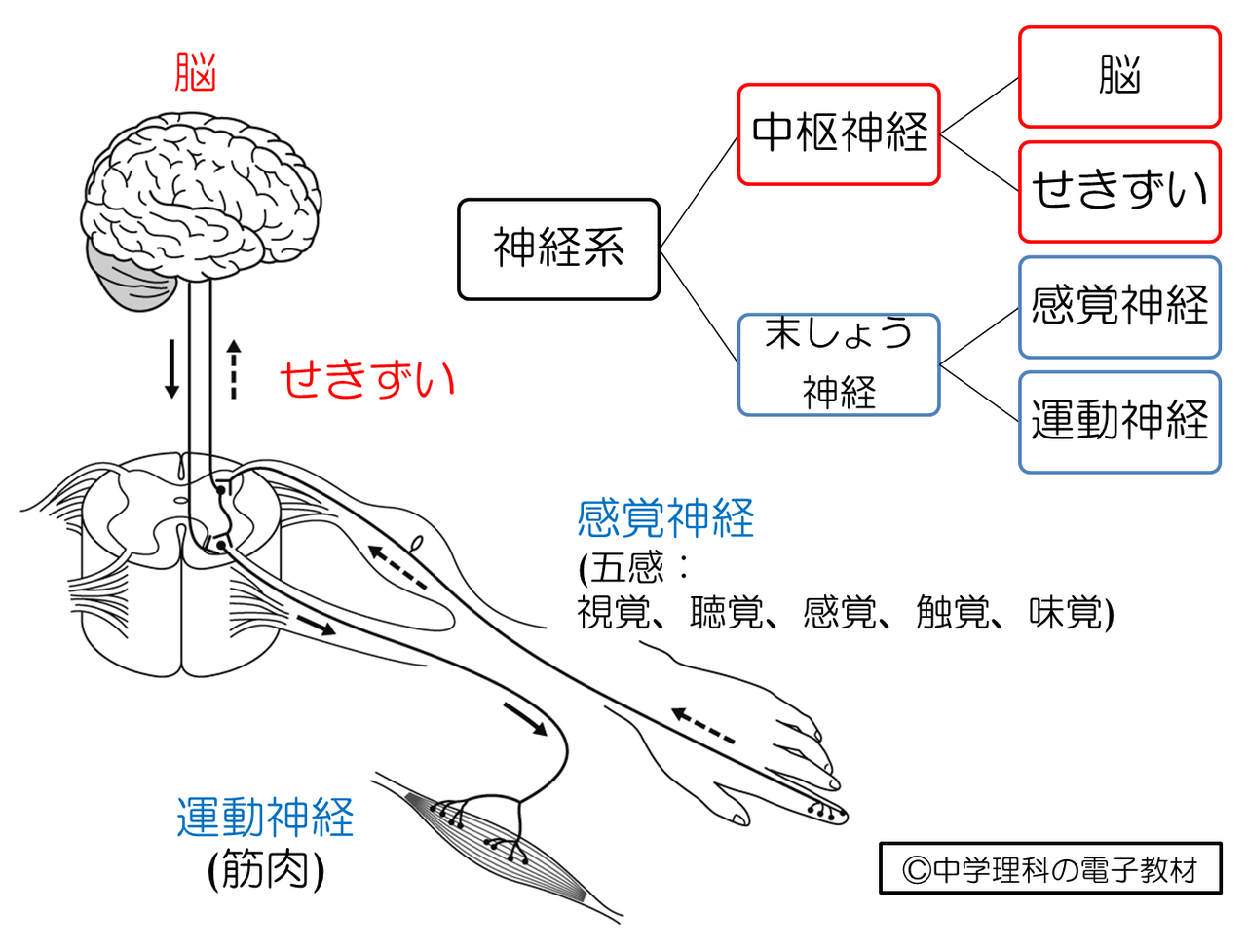 中枢神経 イラスト _ 大脳辺縁系 図 イラスト _ 「中枢神経」の写真素材 – YMBDCZ