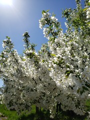りんごの花