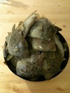 kawahagi