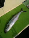 sawara