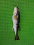 fugu