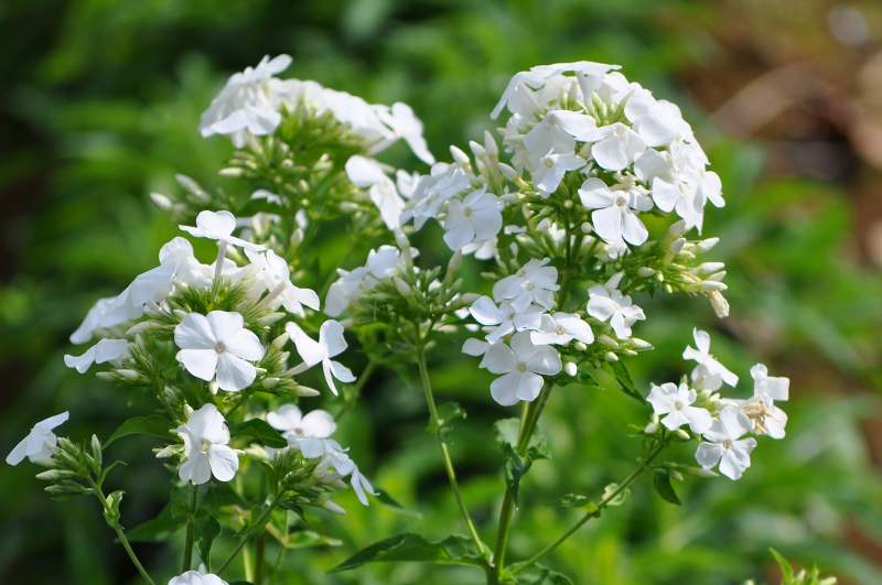 ひろみの世界 花言葉は恋心 ひろみの世界 花言葉は恋心
