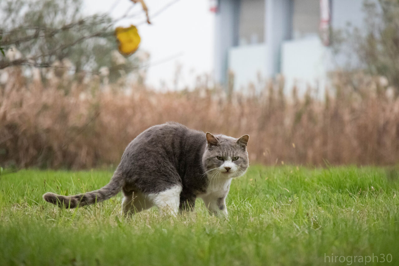 ギロリ 画像フォルダは猫ばかり