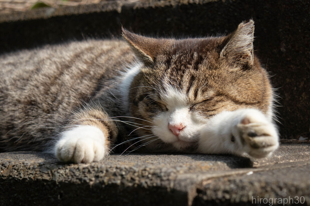 ふて寝 画像フォルダは猫ばかり ふて寝 画像フォルダは猫ばかり