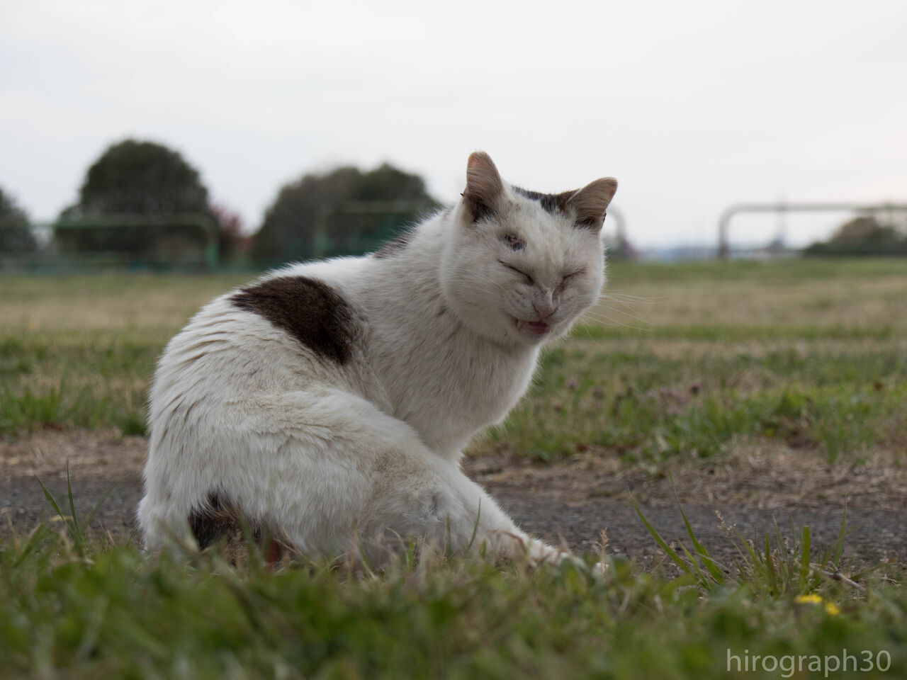 ニヤリ 画像フォルダは猫ばかり