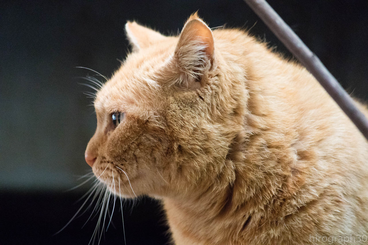 横顔 画像フォルダは猫ばかり 横顔 画像フォルダは猫ばかり