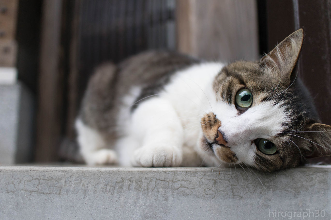 可愛いポーズ 画像フォルダは猫ばかり 可愛いポーズ 画像フォルダは猫ばかり