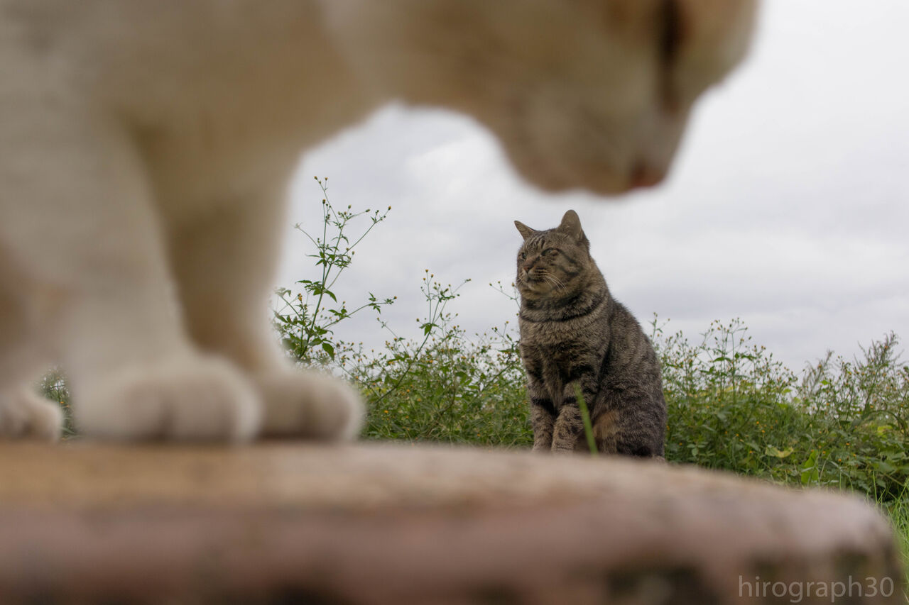 遠近法風 画像フォルダは猫ばかり