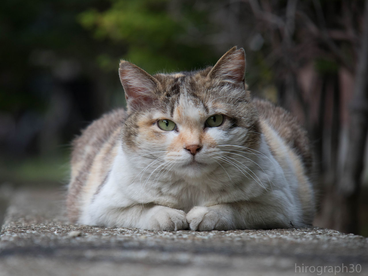 目が合う 画像フォルダは猫ばかり 目が合う 画像フォルダは猫ばかり