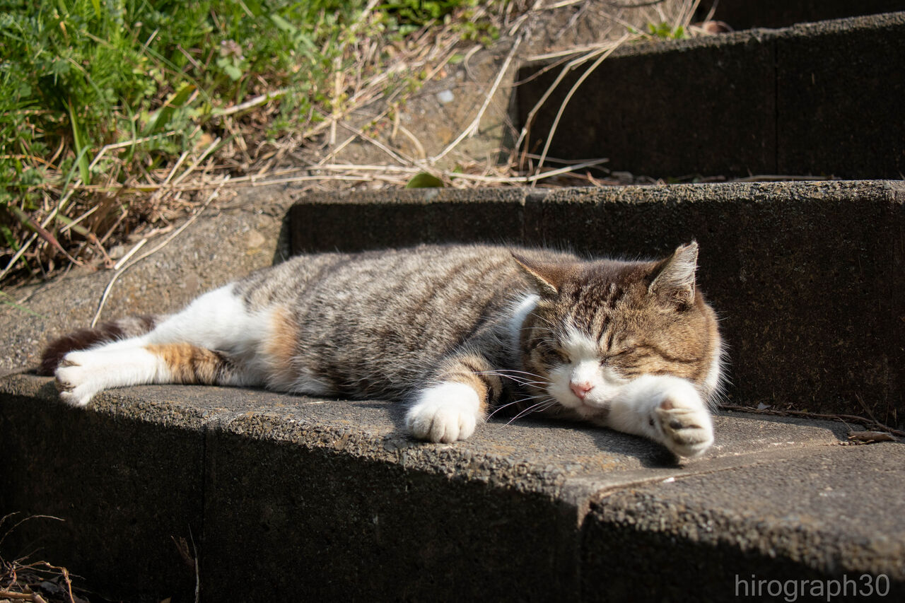 ふて寝 画像フォルダは猫ばかり