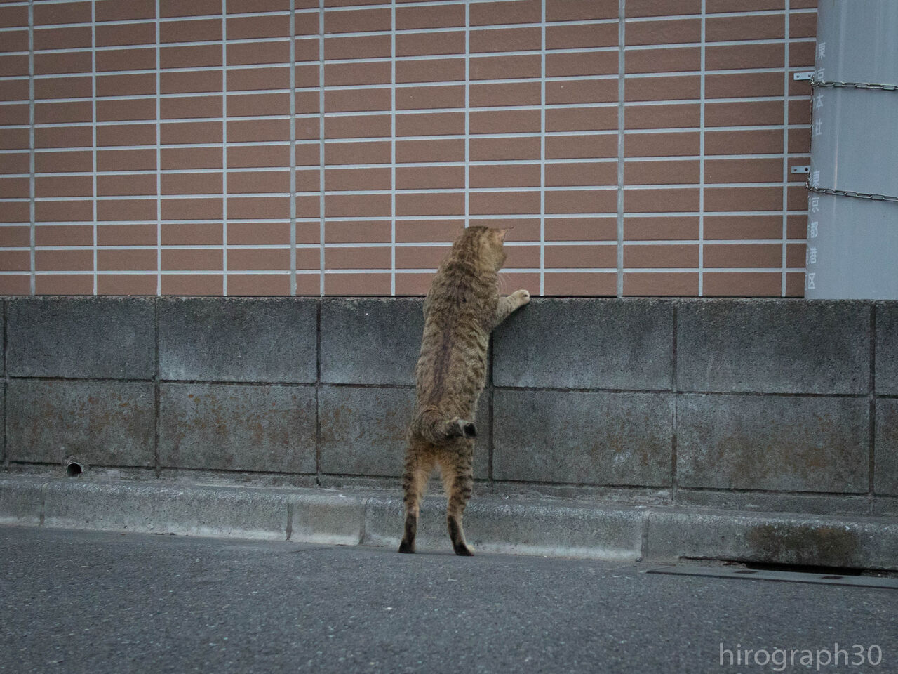 覗く 画像フォルダは猫ばかり