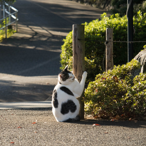 大事な杭