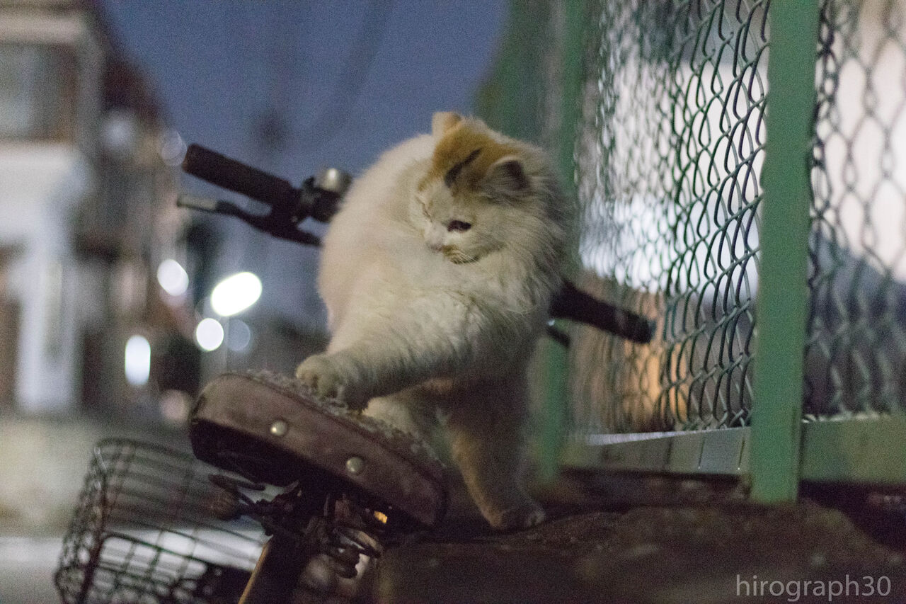 ムキムキ 画像フォルダは猫ばかり ムキムキ 画像フォルダは猫ばかり