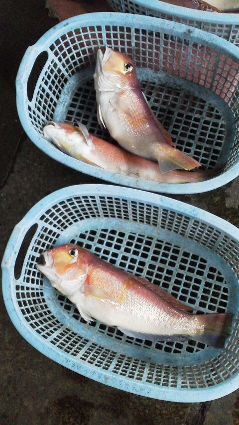 甘鯛延縄 : 佐島港 浩丸ブログ