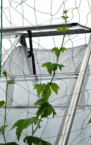 hetimatogoo-ya20160624